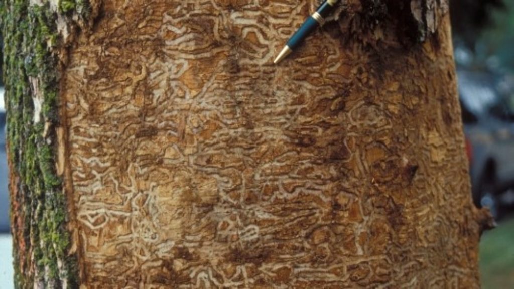 Damage by emerald ash borer